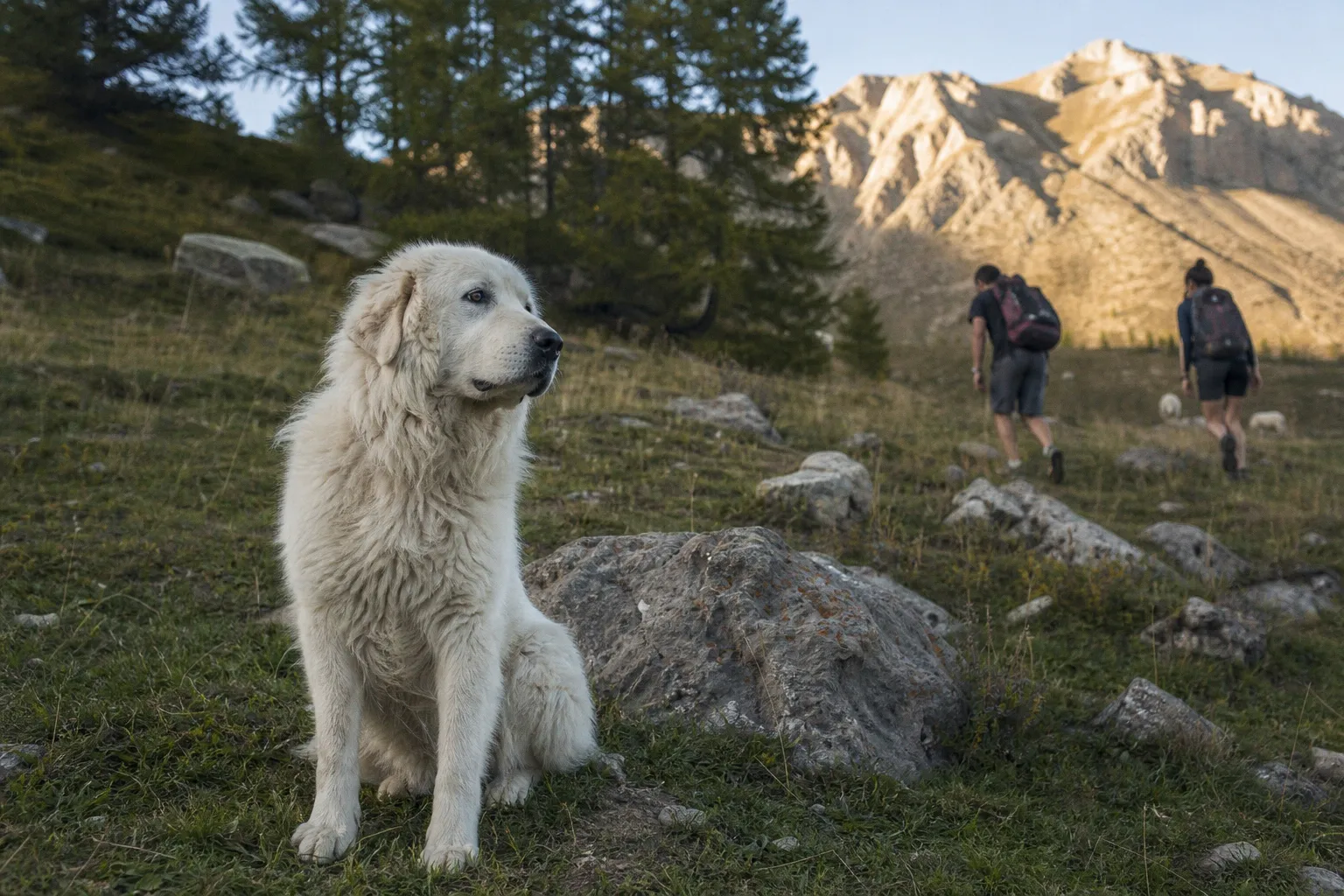 Chiens de protection en alpage : les risques d'une approche trop familière