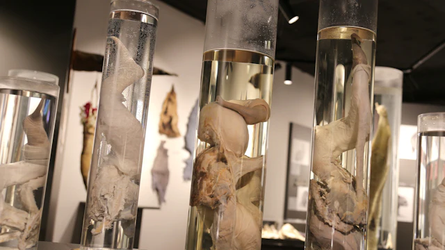 Musée phallologique islandais