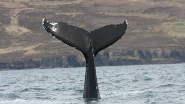 Observation de la faune à Akureyri